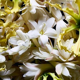 Supreme Bouquet Collection Orientale - Eau de Parfum